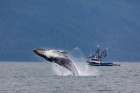 Alaska-Chatham Strait Breaching humpback whale near fishing boat Art Print